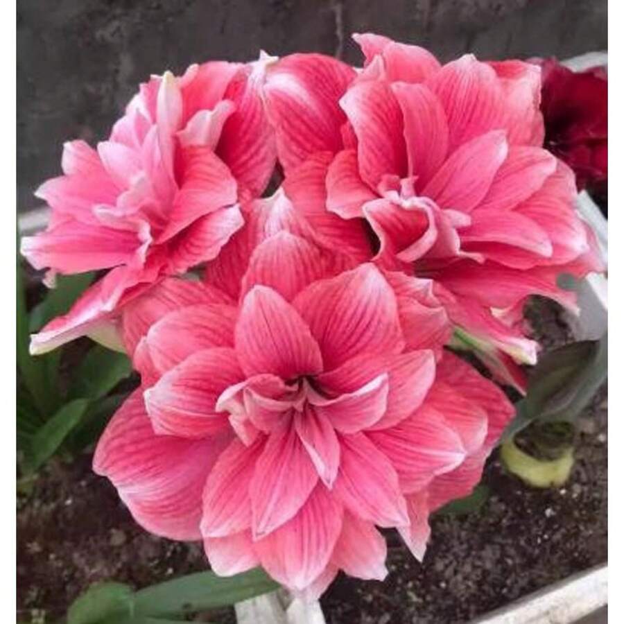 342 piezas de semillas, 2 bulbos de Amaryllis Vittata, FW95210-105, floración espectacular, fácil cultivo, bulbos calidad vivero, plantas de jardín - 342 - Ver 1