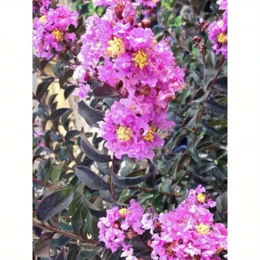 128 piezas de semillas de glicina de encaje violeta de diamante negro, flores moradas, adecuadas para decoración del hogar y jardín, plantas de interior, exhibición de plantas elegante, semillas de plantas de alta calidad - 128 - Ver 1