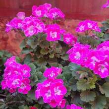 Flower Seeds - 20seeds/Pack - View 3