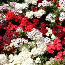 276 piezas de semillas de geranio mixtas, paquete mixto de semillas de flores de geranio, adecuado para plantar, fácil de cultivar, semillas de flores para jardín al aire libre, plantas de flores al aire libre, naturaleza de jardinería - 276 - Ver 1