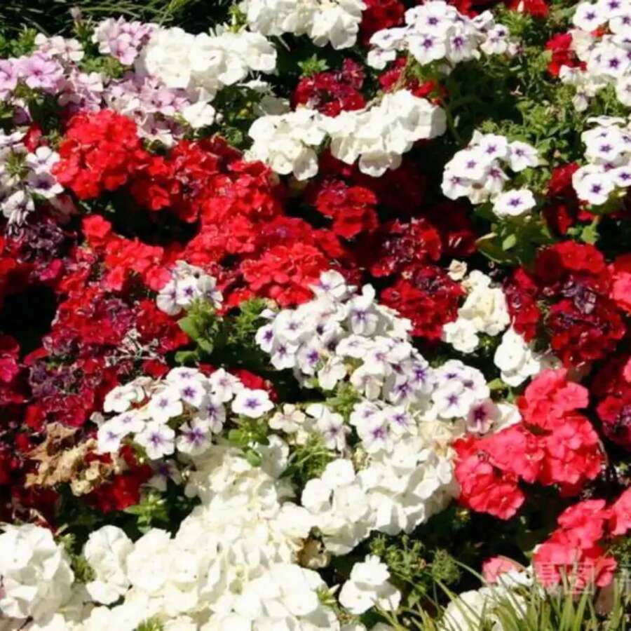 276 piezas de semillas de geranio mixtas, paquete mixto de semillas de flores de geranio, adecuado para plantar, fácil de cultivar, semillas de flores para jardín al aire libre, plantas de flores al aire libre, naturaleza de jardinería - 276 - Ver 1