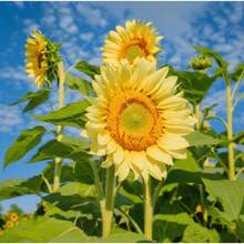 Semillas de Girasol, Flor de Invierno para Exteriores, Cubierta de Suelo Perenne, Hierba Creciente, Plantas de Exterior, Jardinería, Entrega Local - 50 piezas/semillas. - Ver 3