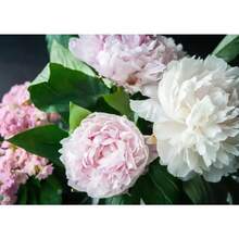 251 piezas de semillas de flores herbaceas de peonia raras lote 251 semillas peonia herbacea rareza botanica para cultivo en maceta y jardin presentacion amplia para proyectos de paisajismo floracion sofisticada y duradera semillas de alta calidad seleccionadas para buena germinacion y resistencia - 251 - Ver 1