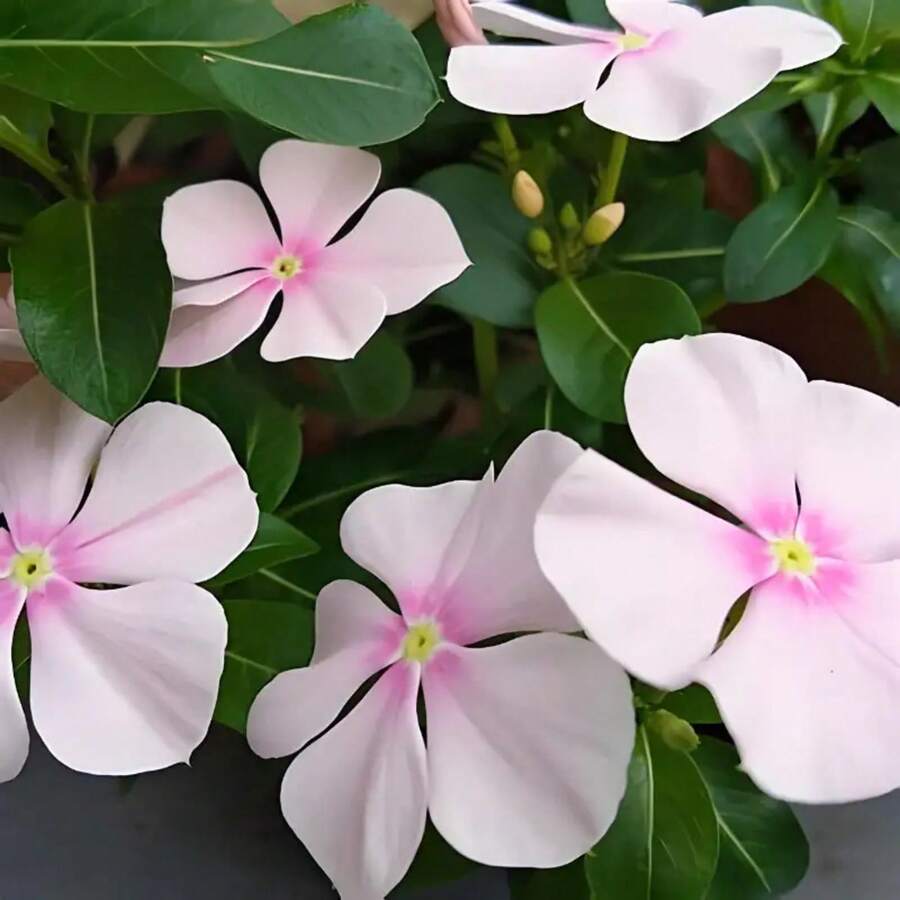 200 piezas de semillas de flores de vinca perenne mixtas para plantar - Semillas de cubierta de suelo de herencia - Atraen mariposas y abejas - 200 - Ver 1