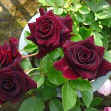 100 hermosas semillas de rosas negras, flores de color rojo oscuro, rosas elegantes y fragantes, ideales para jardines y ramos, resistentes y fáciles de cuidar, floración espectacular y duradera - 100 piezas/semillas - Ver 3