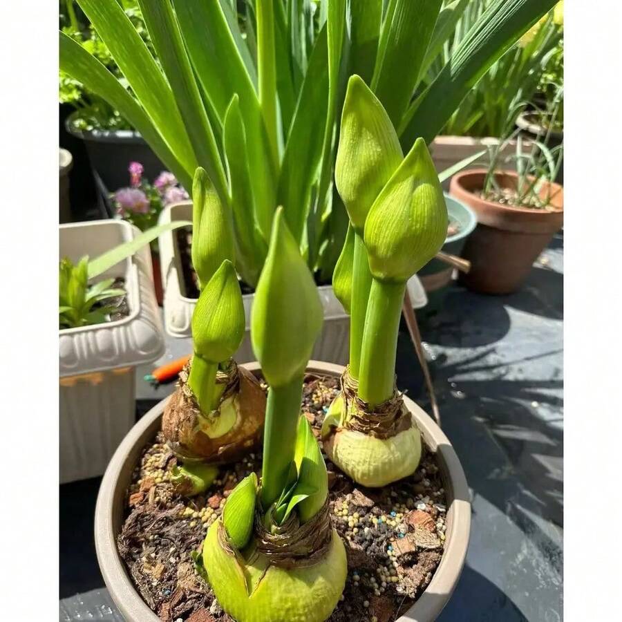 200 piezas de bolas de semillas de amarilis - una flor que parece una llama ardiente, una hada de balcón con flores grandes y coloridas - 200 piezas - Ver 1