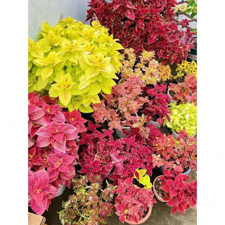 200 piezas semillas de coleus anual, follaje arcoíris, ideal para interior/exterior semillas flores jardín, resistente, fácil cultivo, decoración colorida paisajismo maceta vivaz diseño ornamental. - 200 - Ver 1