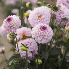 215 Piezas de Semillas Perennes de Dahlia Genova - Plantación de Primavera - Crecimiento Rápido - Fácil de Plantar - Agregado - Polinización Abierta - 215 - Ver 1