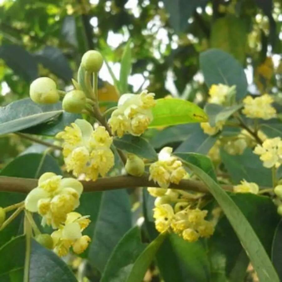 174 piezas de semillas tropicales raras - Semillas de Lishua - Maida - Extremadamente raras - 174 - Ver 1
