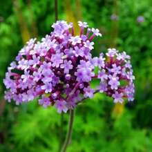300 piezas de semillas de flor de Verbena Bonariensis para plantar - Perfectas para siembra de primavera, perennes, resistentes a la sequía, flores fragantes para un jardín o patio trasero impresionante - 300 semillas - Ver 5