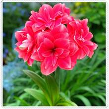 Amaryllis, el profesional de plantación, aporta una belleza impresionante a su jardín y decoración del hogar - 1 bulbo - Rojo - Ver 4