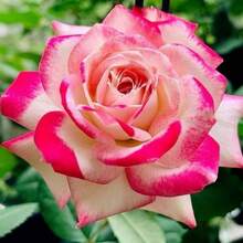 Semillas de flores perennes de rosa doble rosa, adecuadas para principiantes, utilizadas para cortar flores y para tejido de flores para atraer insectos y crear adornos verticales en jardines. - 100 piezas/semillas - Ver 1