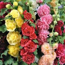 279 piezas de semillas de alcatraces para plantar, semillas de flores de colores mixtos, rojo intenso, rojo, rosa, amarillo y naranja, perfectas para crear tu propio mini jardín. - 279 piezas - Ver 5