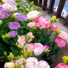 Almacén Local 100 Semillas Blanco Lissance Cardo de Pradera Eustoma Flor Jardín Proveedor de EE. UU. - paquete de 500 - Ver 4