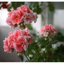 Flower Seeds - 20seeds/Pack - View 5