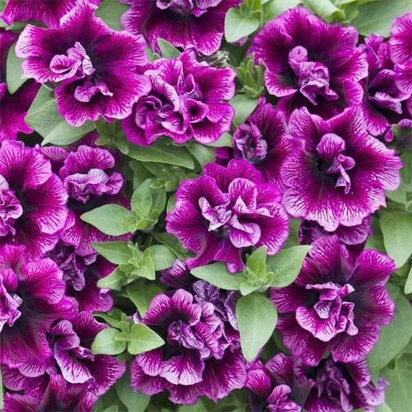 300+ Semillas de Flor Doble de Petunia Ondulada - Semillas de Petunia Doble Vena para Plantar