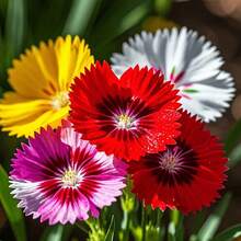 Semillas de clavel mixtas para plantar al aire libre, pétalos de flores perennes variados en colores surtidos con amarillo, blanco, rojo y morado para el jardín delantero, entrada de casa, patio, balcón y oficina, flores y plantas de horticultura natural - Moderno - Ver 6