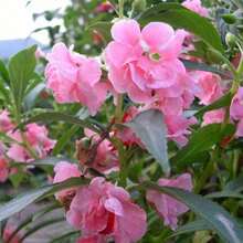 Colors Impatiens Flower Seeds 100pcs Stunning Mixed Suitable For Hanging Baskets And Planters - 1Gói - Xem 4