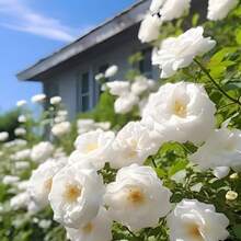 168 piezas de plantas de semillas de rosas blancas atraen abejas, mariposas e iris dorados Fragancia Jardín Decoración de paisaje en macetas Cama de flores al aire libre 100 tipos de flores - 168 - Ver 6