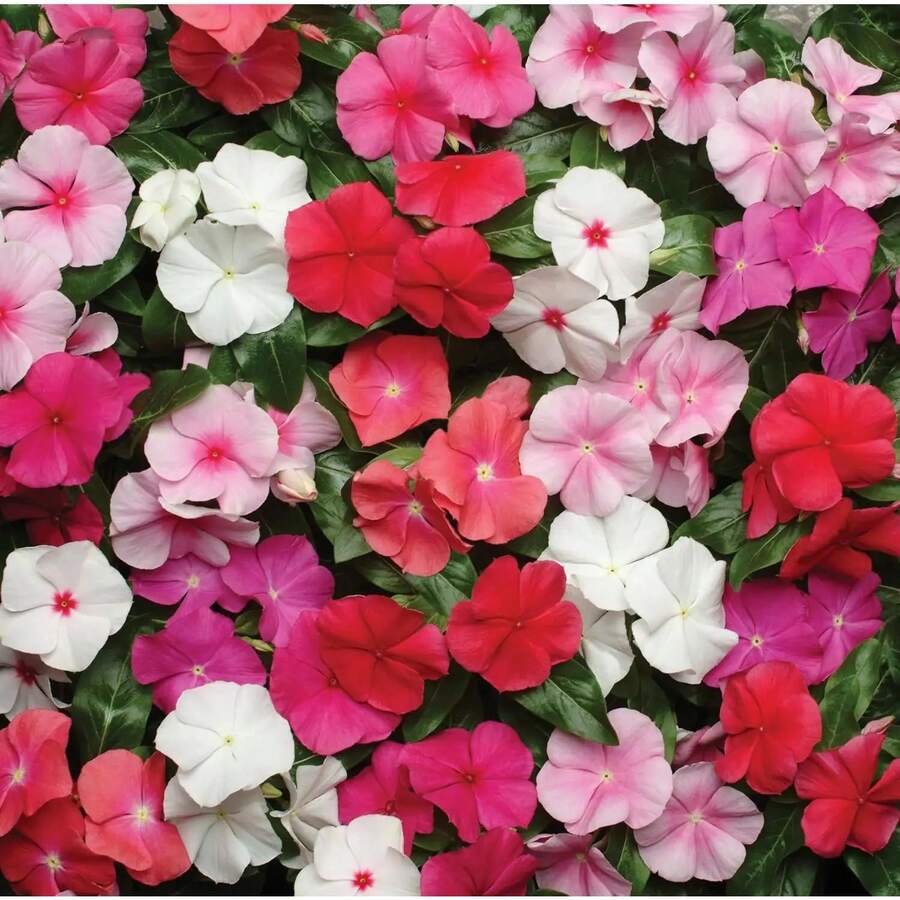 100 semillas anuales de vinca periwinkle, mezcla pacifica para plantar, cubierta de suelo, flores decorativas para jardín, exterior y maceta, resistente clima cálido - 100 piezas - Ver 1