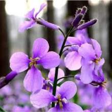 109 piezas de semillas, orquídea morada de febrero, tolerancia al frío y la sequía, enverdecimiento del jardín, mar de flores moradas - EYL-109 - Ver 4