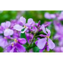 109 piezas de semillas, orquídea morada de febrero, tolerancia al frío y la sequía, enverdecimiento del jardín, mar de flores moradas - EYL-109 - Ver 2