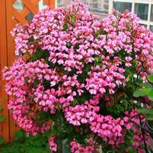 175 Piezas de Semillas de Rododendro Mixtas, Flores Coloridas, Adecuadas para Plantar en el Jardín - Semillas de Flores Perennes Tradicionales - 175 - Ver 2