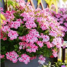 175 Piezas de Semillas de Rododendro Mixtas, Flores Coloridas, Adecuadas para Plantar en el Jardín - Semillas de Flores Perennes Tradicionales - 175 - Ver 3
