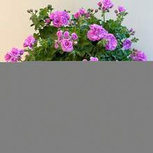 Flower Seeds - 20seeds/Pack - View 1