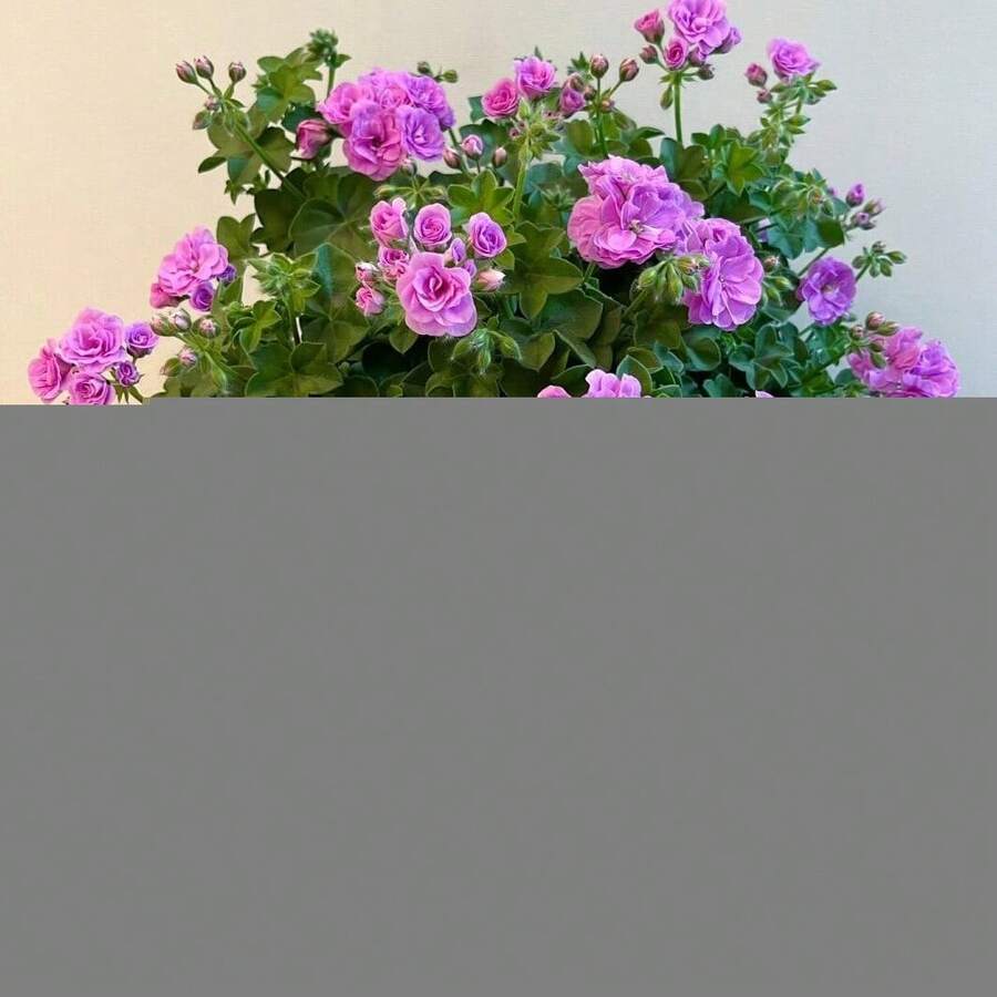 Flower Seeds - 20seeds/Pack - View 1
