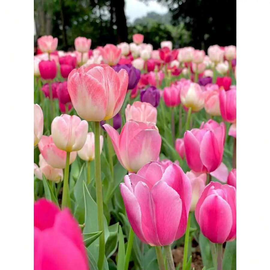 210 piezas de semillas de tulipanes mixtos Facil de cultivar Múltiples colores oferta 210 semillas tulipanes mix ideal para proyectos de paisajismo comunitario y uso domestico germinacion fiable guia de cultivo sugerencias de suelos y fertilizantes para mejores resultados visible en temporada de floracion - 210 semillas - Ver 1