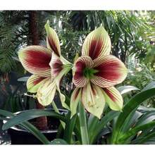 semillas 2 amaryllis vittata b bulbos FW95210 20 paquete con dos bulbos amaryllis vittata bulbos grandes floracion espectacular ideal interior y exterior cuidados basicos jardin maceta regalo temporada floracion - Variante 1 - Ver 2