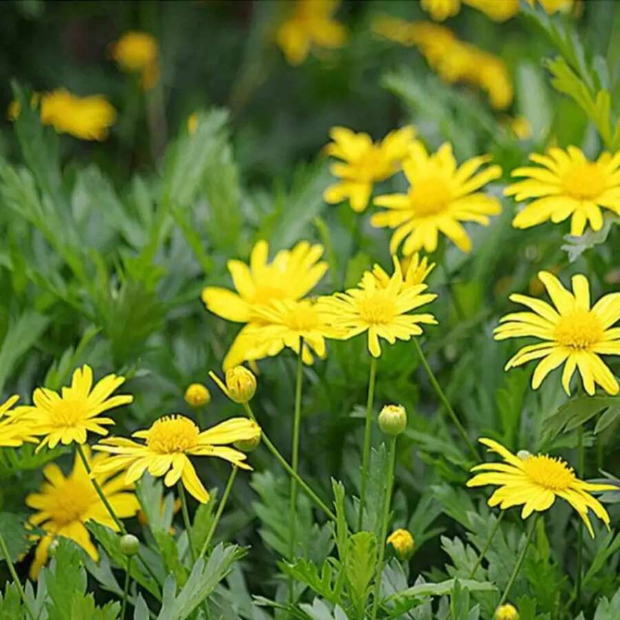 173 piezas de semillas, semillas de crisantemo (Crisantemo). Semillas de crisantemo (Chrysanthemum) - 173 - Ver 1