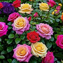 162 piezas de semillas de rosa trepadora, trepadora de pared de jardín, fragancia de flores que repele mosquitos, creando una pared de flores romántica - 162 piezas - Ver 3