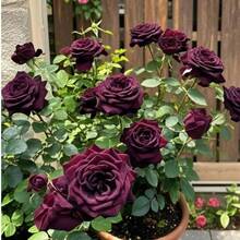 100 hermosas semillas de rosas negras, flores de color rojo oscuro, rosas elegantes y fragantes, ideales para jardines y ramos, resistentes y fáciles de cuidar, floración espectacular y duradera - 100 piezas/semillas - Ver 5