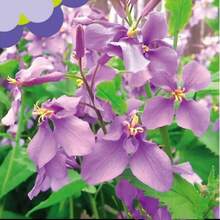 109 piezas de semillas, orquídea morada de febrero, tolerancia al frío y la sequía, enverdecimiento del jardín, mar de flores moradas - EYL-109 - Ver 1