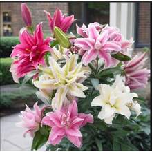 Almacén Local 200 piezas de flores en maceta de 4 pulgadas - Hermosas flores y pétalos - Fáciles de plantar y cultivar - Ideales para jardines exteriores y decoraciones de macetas - Flores en maceta de 4 pulgadas - Adecuadas para interiores y exteriores - Flores en maceta de 4 pulgadas - Adecuadas para interiores y exteriores - paquete de 500 - Ver 3