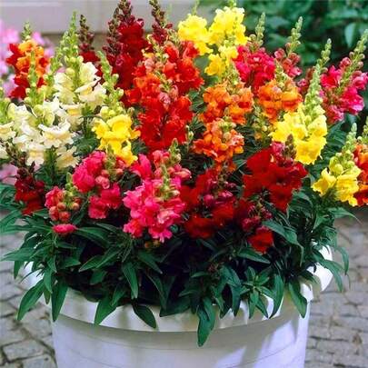1000 Snapdragon Seeds - Non-GMO Snapdragon Seeds, Easy-To-Grow Plant Flower Seeds, Suitable For Gardens, Homes, Indoor, Outdoor, Flower Pots, Gardening Gifts