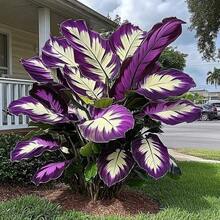 100 Pieces Hosta Seeds, Home Flower Seeds, Flowers, Natural Plants, Nursery, Seeds, Indoor Growth And Planting, Perennial, Cold-Resistant And Suitable For All Seasons, Ideal For DIY Gardens, Home Gardens, Flower Pots And Courtyards - An Ideal Gardening Gift - 100 hạt giống - Xem 5