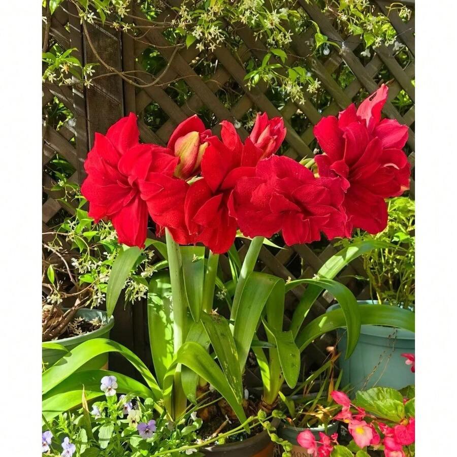 200 piezas de bolas de semillas de amarilis - una flor que parece una llama ardiente, una hada de balcón con flores grandes y coloridas - 200 piezas - Ver 1
