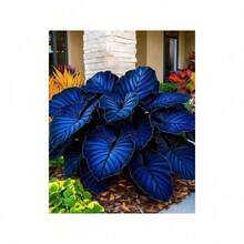 100 Pcs Rare C.Ala.Dium. H.O.Sta Flower Seeds Bonsai Tree Seeds Of Plants Perennial Flowers Indoor Grow Plant Planting Garden - Nhiều màu - Xem 3