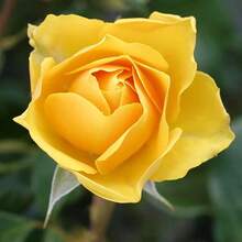 231 Piezas de Semillas de Rosa Amarilla - Cada flor trae la calidez del sol, es fácil de cultivar y garantiza alegrar su jardín - 231 - Ver 1