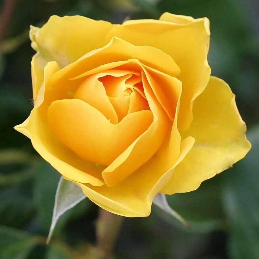 231 Piezas de Semillas de Rosa Amarilla - Cada flor trae la calidez del sol, es fácil de cultivar y garantiza alegrar su jardín - 231 - Ver 1