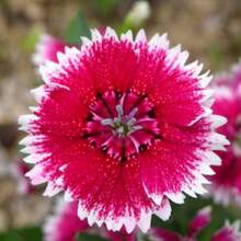 200 Semillas de Flores de Dianthus Rosa China - 200 piezas - Ver 5
