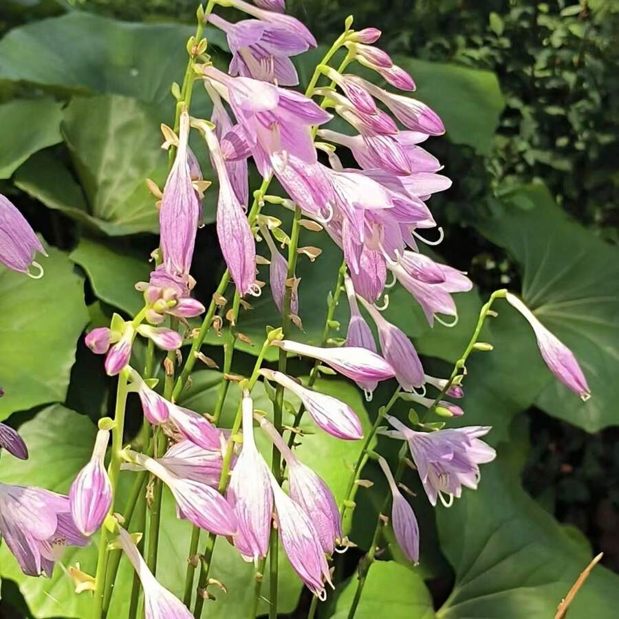 110 piezas de semillas de flores de jade púrpura, plantas en maceta para balcón, fácil plantación en patio, semillas de flores para decoración de jardín - 110 piezas/semilla - Ver 1