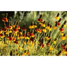 210 piezas de semillas de girasol de sombrero mexicano - flores perennes resistentes a los ciervos - 210 - Ver 3
