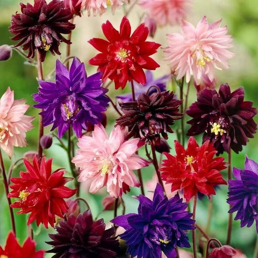 110 piezas/Mezcla de semillas de Aquilegia de doble pétalo, semillas de flores decorativas para jardín en maceta de balcón, plantas de floración - 110 piezas/semillas mixtas - Ver 1