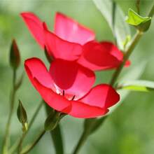 400 piezas bolsa semillas flor escarlata jardín plantas ornamentales color rojo flores exóticas alta germinación fácil cultivo paisajismo decoración hogar exterior interior resistentes diseño floración continua - 100 - Ver 5