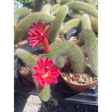 100 semillas de cactus cola de mono suculento - Variante 1 - Ver 8