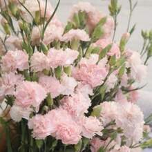 245 piezas de semillas rosadas francesas mix de flores ornamentales exterior jardín colores vivos fácil cultivo decoración premium plantas especiales - 245 - Ver 5